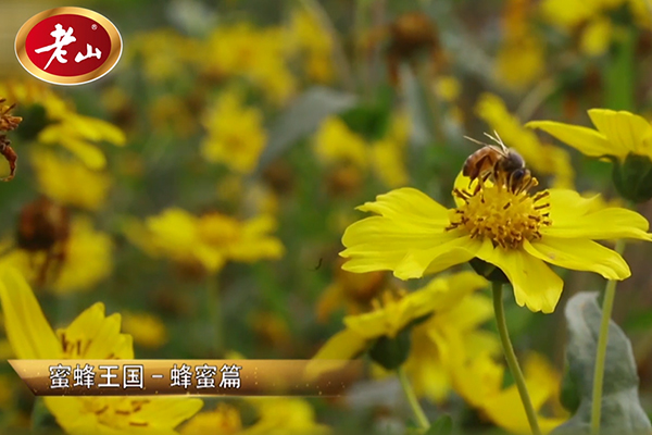 環(huán)保酵素專題片